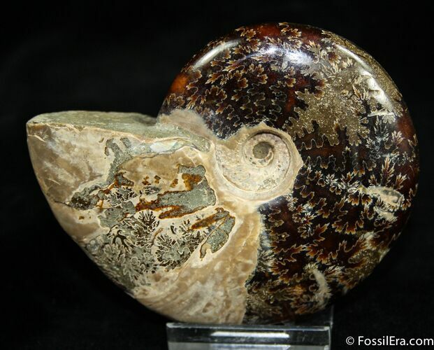 Inch Polished Ammonite From Madagascar #1920